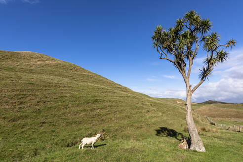 Neuseeland, Einsame Schafe am Cape Farewell - FOF11385