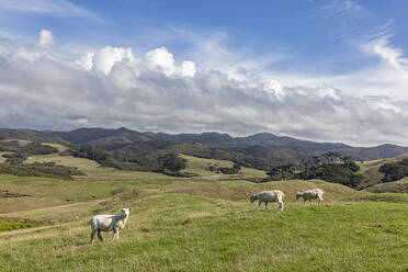 Neuseeland, Blick auf weidende Schafe auf grünem Gras am Cape Farewell - FOF11389