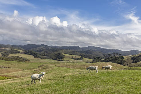 Neuseeland, Blick auf weidende Schafe auf grünem Gras am Cape Farewell - FOF11389