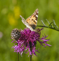 Distelfalter (Vanessa cardui) auf Großem Knabenkraut (Centaurea scabiosa) - SIEF09373