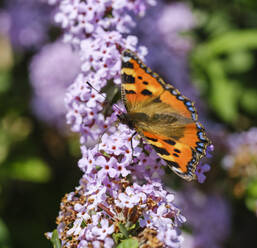 Kleiner Schildpattfalter (Aglais urticae) am Wechselblättrigen Schmetterlingsstrauch (Buddleja alternifolia) - SIEF09374