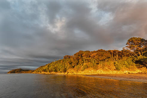 Neuseeland, Tasmanischer Bezirk, Puponga, Bewaldete Küste der Golden Bay bei bewölktem Morgengrauen - FOF11391