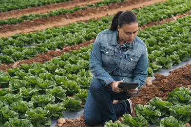 Woman with tablet in lettuce field - MPPF00379