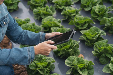 Nahaufnahme einer Frau mit Tablet im Salatfeld - MPPF00380