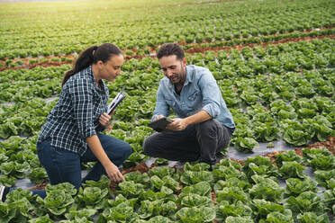 Mann und Frau mit Tablet und Klemmbrett in einem Salatfeld - MPPF00382