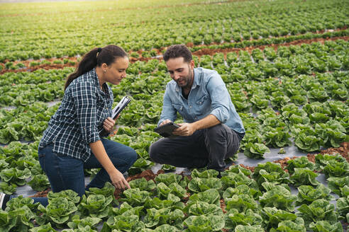 Mann und Frau mit Tablet und Klemmbrett in einem Salatfeld - MPPF00382