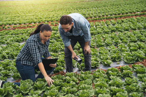 Mann und Frau mit Tablet und Klemmbrett in einem Salatfeld - MPPF00383