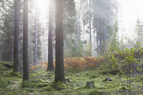 Ruhige Szene im Wald - CUF53556