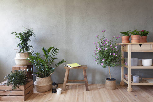 Potted plants and flowers, book on stool in indoor garden - CUF53610