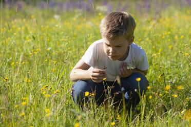 Boy discovering flowers in meadows - CUF53626