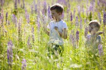 Brothers exploring and playing in meadows - CUF53630