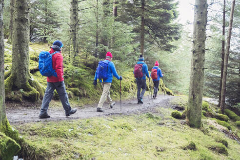 Familienwanderung im Wald - HOXF04730