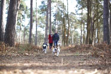 Hunde laufen vor einem wandernden Paar im Herbstwald - CAIF23415