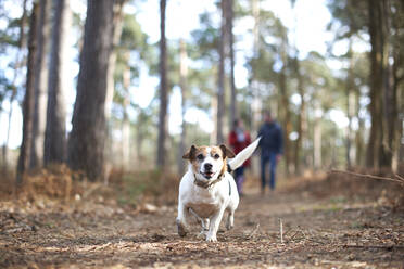 Glücklicher, unbekümmerter Hund, der im Herbstwald läuft - CAIF23523