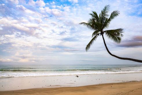Palme bei Sonnenaufgang am Strand von Punta Leona, Provinz Puntarenas, Pazifikküste von Costa Rica, Mittelamerika - RHPLF12994