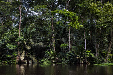 Tortuguero-Nationalpark, Provinz Limon, Costa Rica, Mittelamerika - RHPLF12998