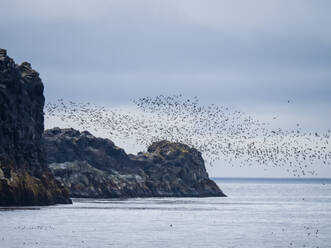 Schwärme von Seevögeln fliegen entlang der Küste der Insel Kiska, Aleuten, Alaska, Vereinigte Staaten von Amerika, Nordamerika - RHPLF13005
