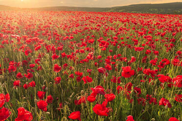 Rote Mohnblumen, hinterleuchtetes Feld bei Sonnenaufgang, schöne Wildblumen, Peak District National Park, Baslow, Derbyshire, England, Vereinigtes Königreich, Europa - RHPLF13012