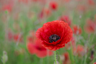 Red poppy, beautiful wild flower portrait, soft light, Peak District National Park, Baslow, Derbyshire, England, United Kingdom, Europe - RHPLF13013