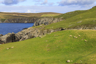 Ness of Hillswick, interessante Geologie, zerklüftete Klippen, grüne Hügel, Schafe, Northmavine, Shetlandinseln, Schottland, Vereinigtes Königreich, Europa - RHPLF13027