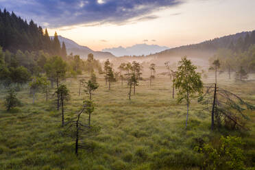 Lone trees in the misty landscape of Pian di Gembro Nature Reserve, aerial view, Aprica, Sondrio, Valtellina, Lombardy, Italy, Europe - RHPLF13093