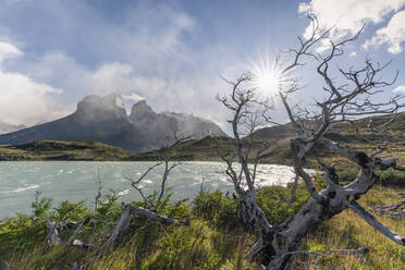 Abgestorbene Bäume mit dem Nordenskjold-See und den Paine-Hörnern im Hintergrund im Herbst, Torres del Paine National Park, Chile, Südamerika - RHPLF13139