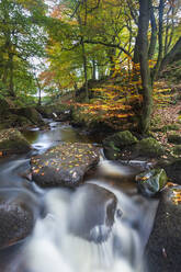 Padley Gorge in Herbstfarben, Peak District National Park, Derbyshire, England, Vereinigtes Königreich, Europa - RHPLF13181