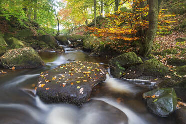 Padley Gorge im Herbst, Peak District National Park, Derbyshire, England, Vereinigtes Königreich, Europa - RHPLF13182