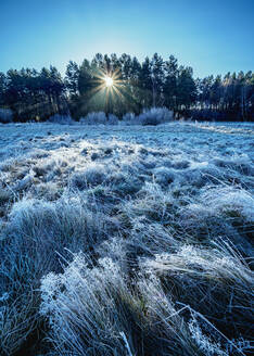 Morgenfrost in Gorajec, Woiwodschaft Lublin, Polen, Europa - RHPLF13336