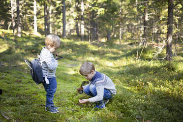 Toddler watching brother picking up wild mushrooms in forest - CUF53706