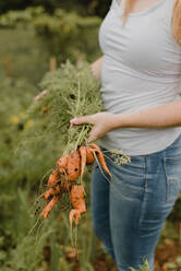 Frau hält einen Bund Karotten im Schrebergarten - CUF53886