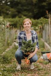 Woman carrying cabbage and carrots at allotment - CUF53898