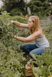 Woman gardening at allotment - CUF53905