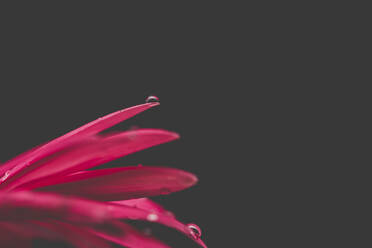 Cropped image of pink wet flower against black background - CAVF70556