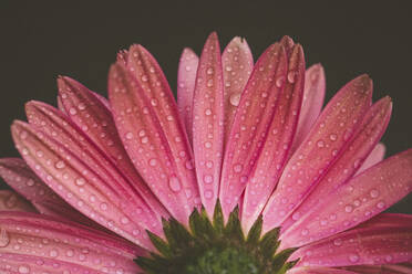 Close-up of wet gerbera daisy against black background - CAVF70557