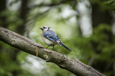 Low angle view of blue jay perching on branch in forest - CAVF70566