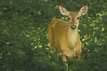 Porträt eines Hirsches, der auf einem Feld bei Pflanzen im Wald steht - CAVF70577