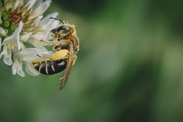 Nahaufnahme einer Honigbiene bei der Bestäubung einer Blüte - CAVF70578