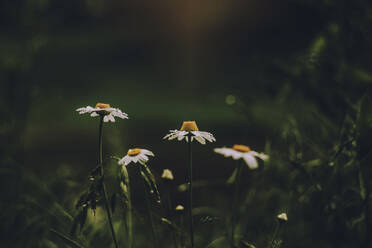 Nahaufnahme Gänseblümchen auf einem Feld - CAVF70579