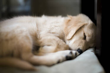 Nahaufnahme eines schlafenden Golden Retrievers auf dem Bett zu Hause - CAVF70623