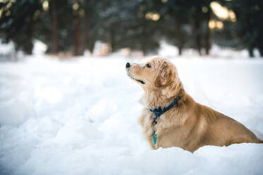 Side view of Golden Retriever sitting on snow covered field - CAVF70629