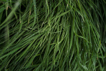 Close-up of wet grass - CAVF70632