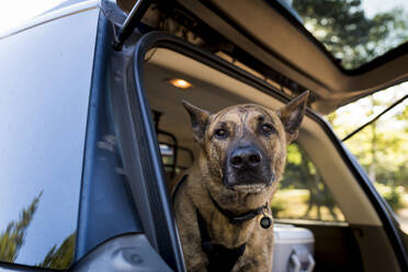 Porträt eines Hundes im Kofferraum eines Autos - CAVF70635