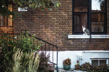 Tabby cat sitting on window sill - CAVF70671