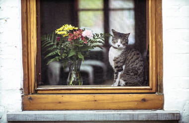 Portrait of tabby cat looking through window - CAVF70675