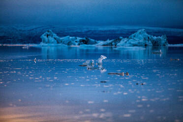 Schmelzendes schwimmendes Eis, Lagune Jokulsarlon, Island - CUF53951