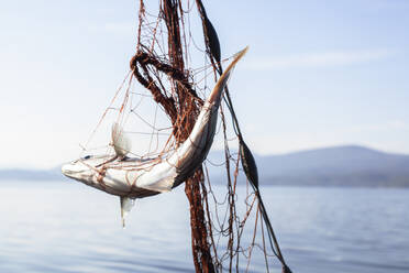 Fisch, der sich im Fischernetz verfangen hat - CUF53996