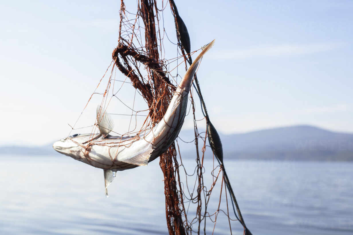 Fish entangled in fishing net stock photo