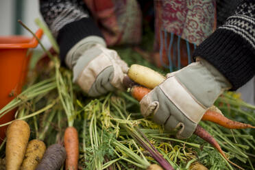 Woman preparing freshly picked carrots - JOHF04847