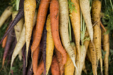 Freshly picked carrots - JOHF04860